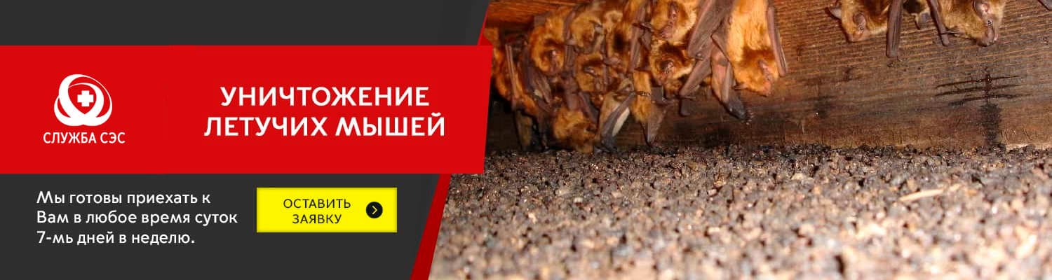 Уничтожение летучих мышей в Егорьевске